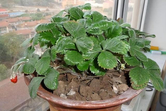 养花时，盆里埋点这“3东西”，根、叶窜个不停，啥花都能养爆