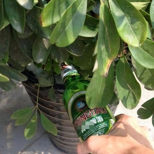 养花时，盆里埋点这“3东西”，根、叶窜个不停，啥花都能养爆