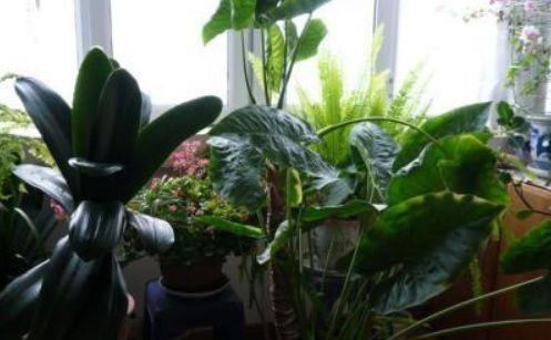 养花时，盆里埋点这“3东西”，根、叶窜个不停，啥花都能养爆