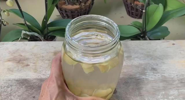 苹果皮扔掉太可惜了，手把手教你泡水养花，涨知识了