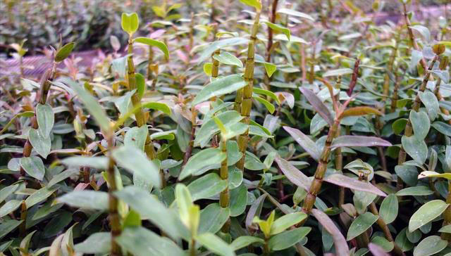 这花不按套路长，叶子比花还好看，快来围观有哪几种