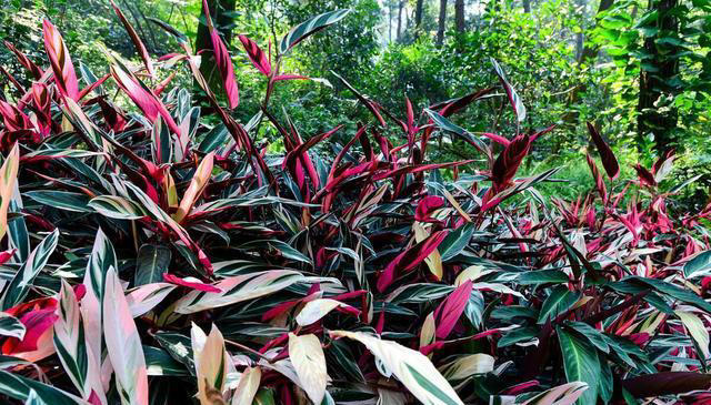 这花不按套路长，叶子比花还好看，快来围观有哪几种