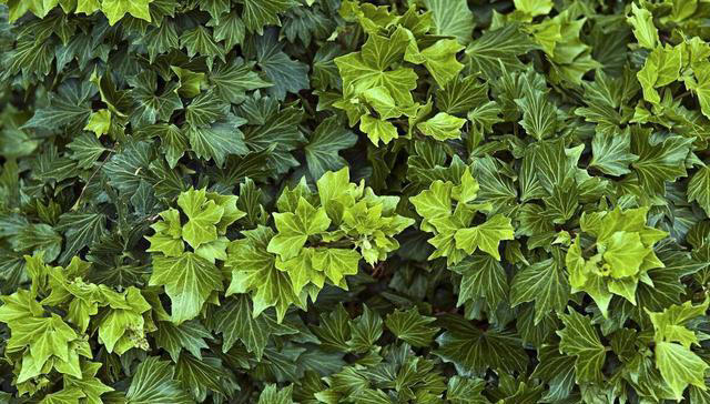 这花不按套路长，叶子比花还好看，快来围观有哪几种