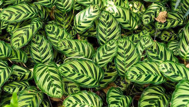 这花不按套路长，叶子比花还好看，快来围观有哪几种