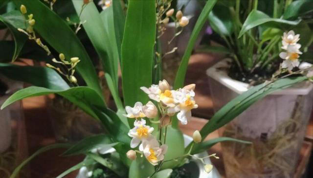 这花不按套路长，叶子比花还好看，快来围观有哪几种