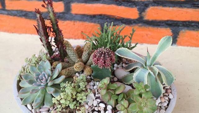 这花不按套路长，叶子比花还好看，快来围观有哪几种