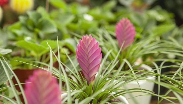 这花不按套路长，叶子比花还好看，快来围观有哪几种