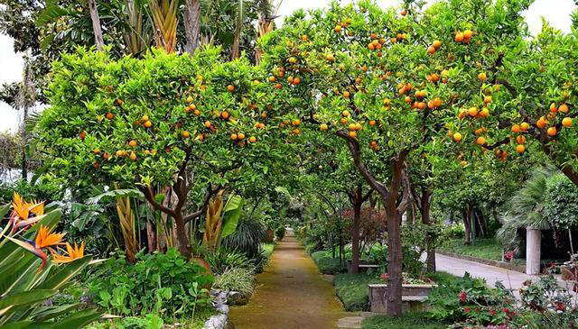 院子最适合种植的10种树，种上几棵，一年四季都有“好果子吃”！