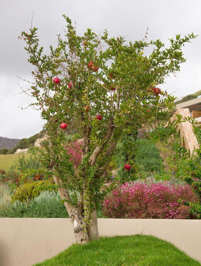 院子最适合种植的10种树，种上几棵，一年四季都有“好果子吃”！