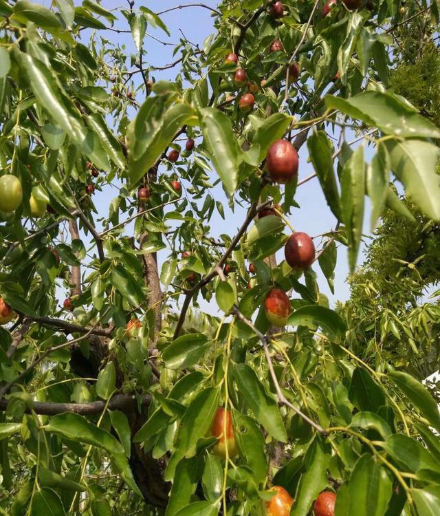 院子最适合种植的10种树，种上几棵，一年四季都有“好果子吃”！