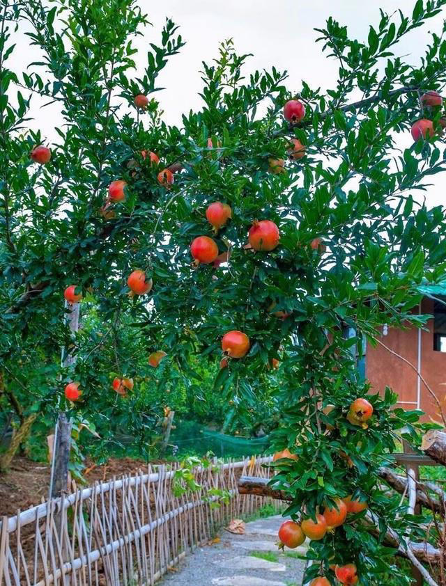 院子最适合种植的10种树，种上几棵，一年四季都有“好果子吃”！