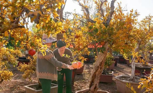 院子最适合种植的10种树，种上几棵，一年四季都有“好果子吃”！