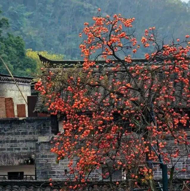 院子最适合种植的10种树，种上几棵，一年四季都有“好果子吃”！