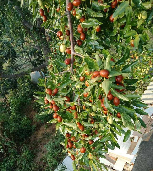 院子最适合种植的10种树，种上几棵，一年四季都有“好果子吃”！