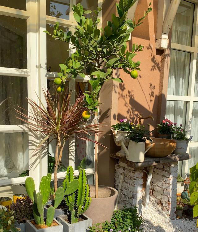 院子最适合种植的10种树，种上几棵，一年四季都有“好果子吃”！