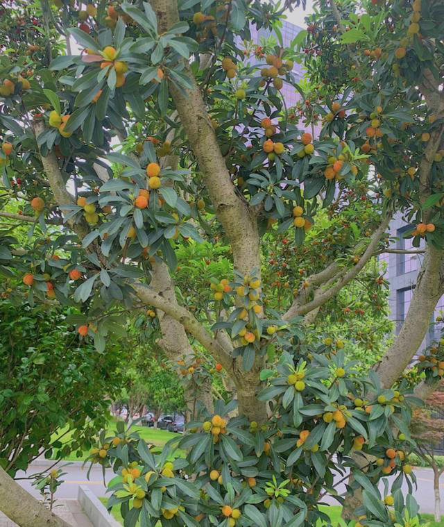 院子最适合种植的10种树，种上几棵，一年四季都有“好果子吃”！