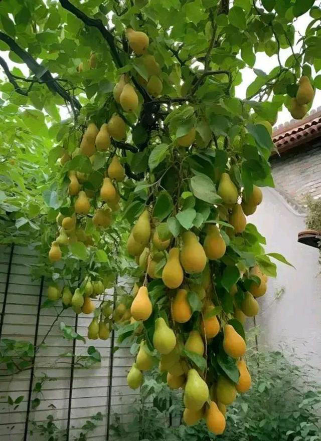 院子最适合种植的10种树，种上几棵，一年四季都有“好果子吃”！