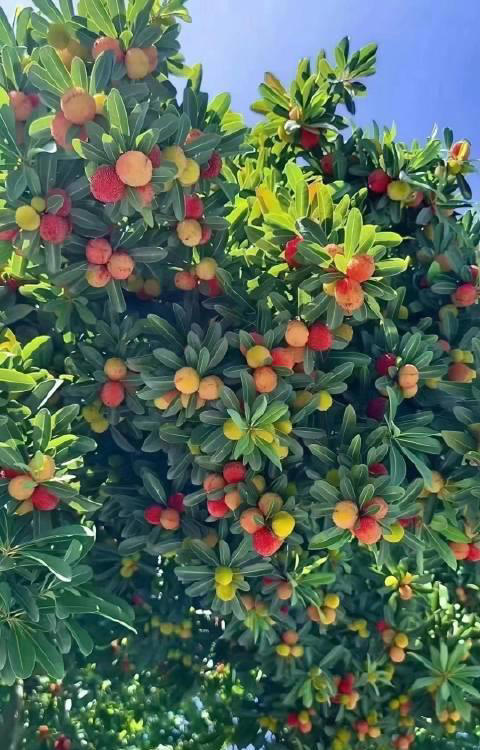 院子最适合种植的10种树，种上几棵，一年四季都有“好果子吃”！