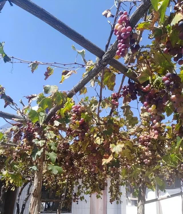 院子最适合种植的10种树，种上几棵，一年四季都有“好果子吃”！