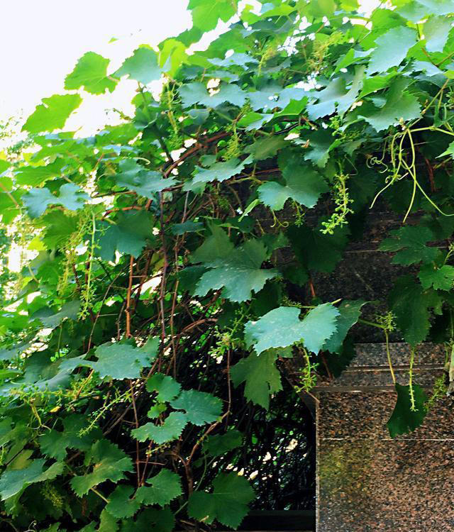 院子最适合种植的10种树，种上几棵，一年四季都有“好果子吃”！