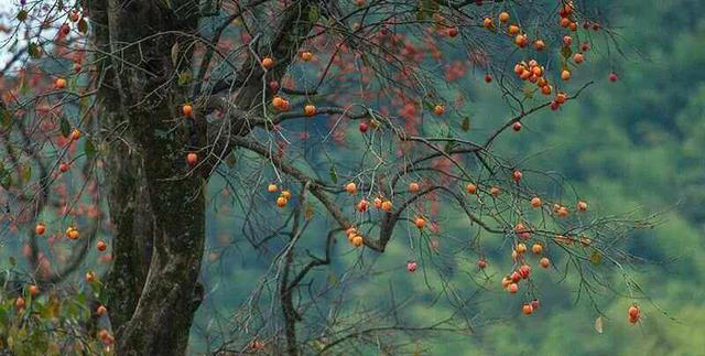 院子最适合种植的10种树，种上几棵，一年四季都有“好果子吃”！