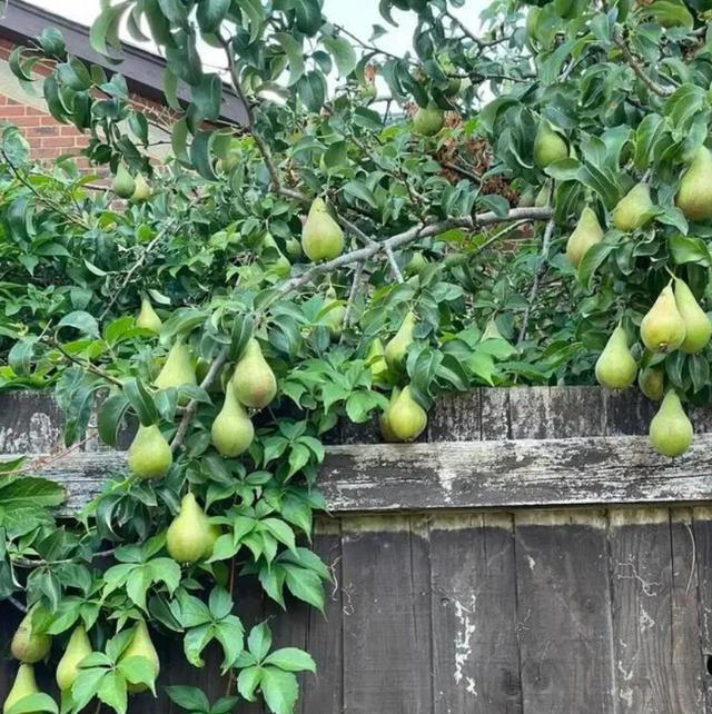 院子最适合种植的10种树，种上几棵，一年四季都有“好果子吃”！