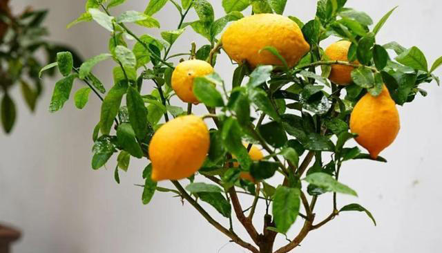 院子最适合种植的10种树，种上几棵，一年四季都有“好果子吃”！