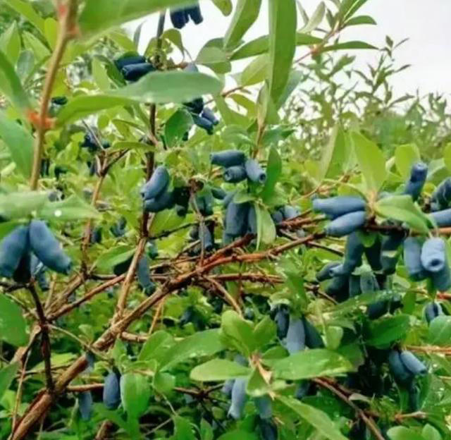 院子最适合种植的10种树，种上几棵，一年四季都有“好果子吃”！