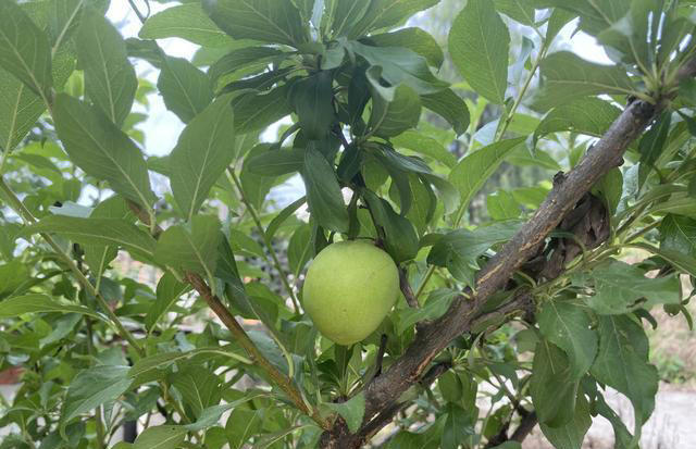 院子最适合种植的10种树，种上几棵，一年四季都有“好果子吃”！