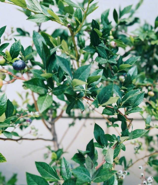 院子最适合种植的10种树，种上几棵，一年四季都有“好果子吃”！