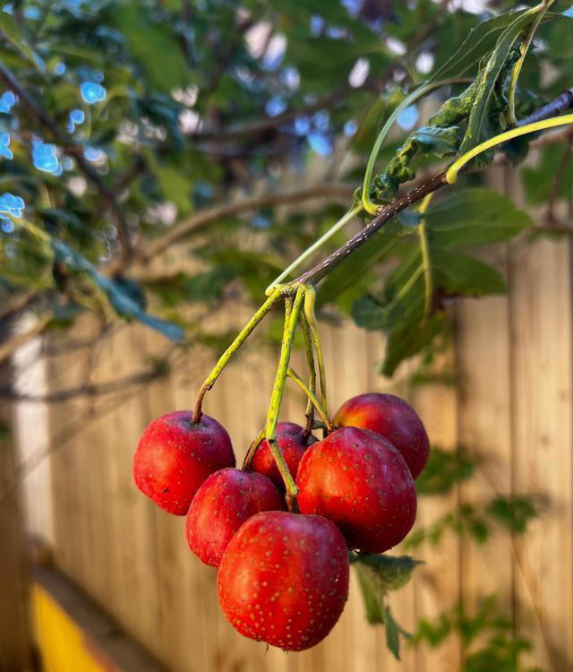 院子最适合种植的10种树，种上几棵，一年四季都有“好果子吃”！