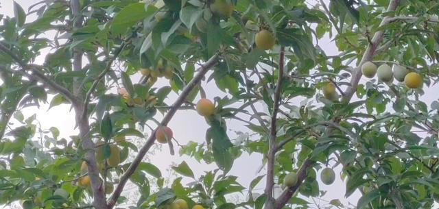 院子最适合种植的10种树，种上几棵，一年四季都有“好果子吃”！