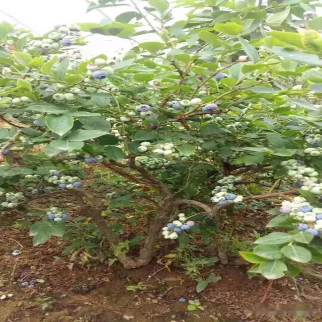 蓝莓生长习性、营养成分与种植技术全揭秘