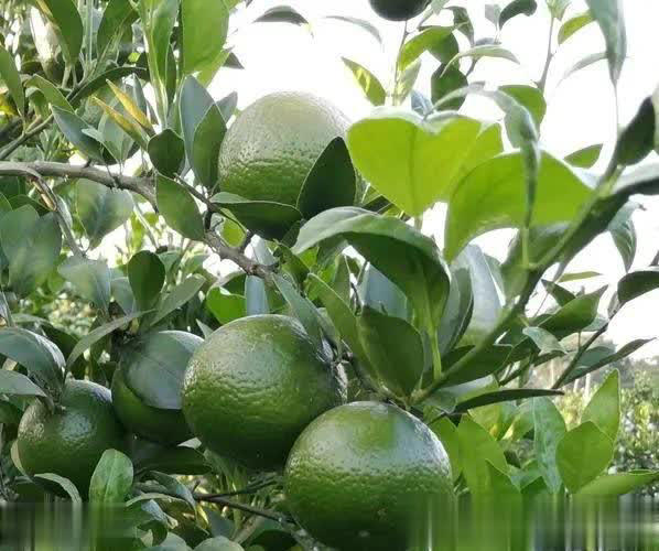 柑橘各阶段钙需求、补钙方式及缺钙危害精准解析