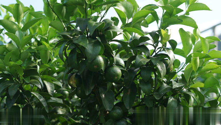 柑橘各阶段钙需求、补钙方式及缺钙危害精准解析