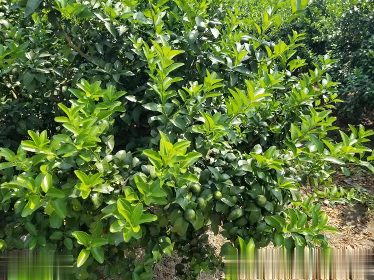 柑橘各阶段钙需求、补钙方式及缺钙危害精准解析