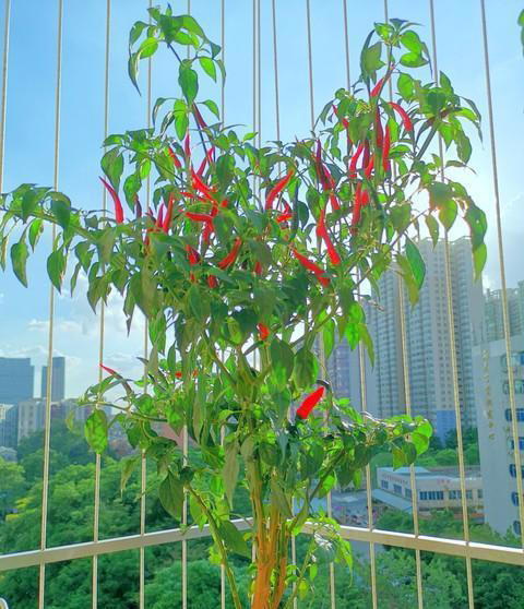 辣椒可以养成辣椒树，阳台种一盆很不错！