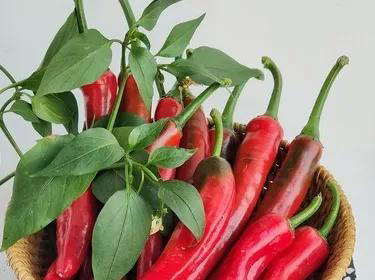 辣椒可以养成辣椒树，阳台种一盆很不错！