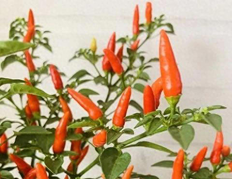 辣椒可以养成辣椒树，阳台种一盆很不错！