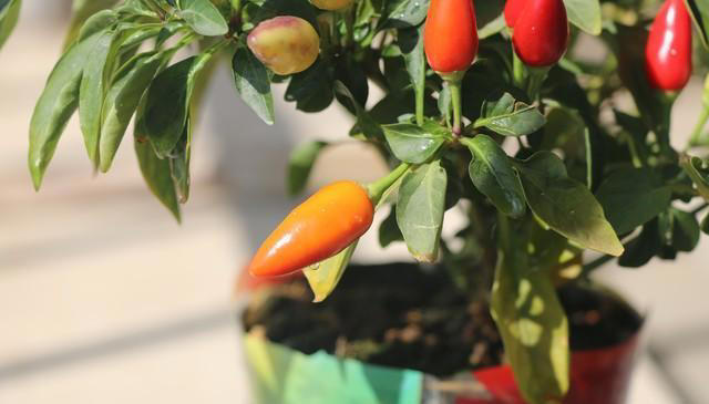 辣椒可以养成辣椒树，阳台种一盆很不错！