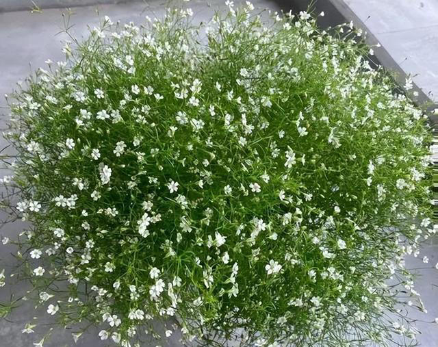 分享6种适合新手种植的漂亮花，精致好看上档次，花开一茬接一茬