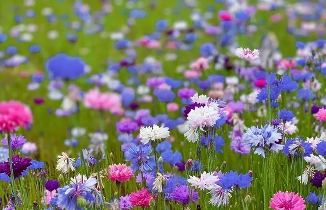 分享6种适合新手种植的漂亮花，精致好看上档次，花开一茬接一茬