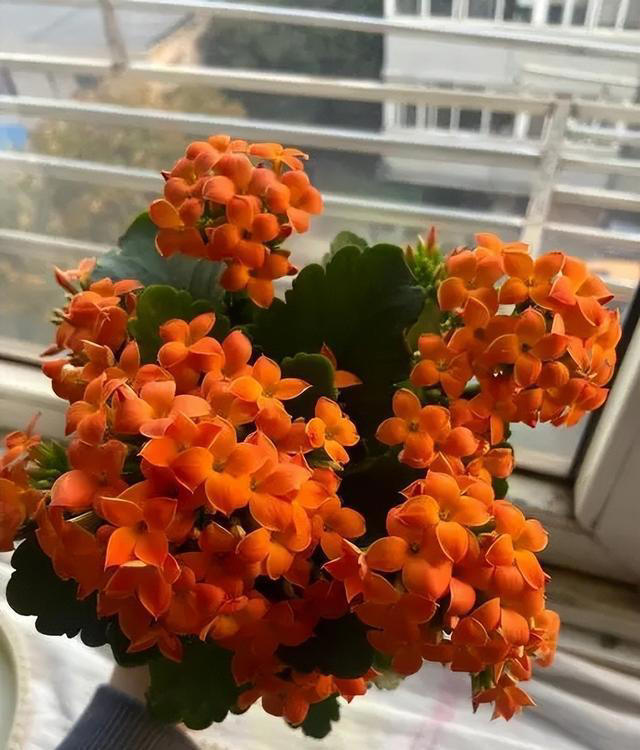 分享6种适合新手种植的漂亮花，精致好看上档次，花开一茬接一茬