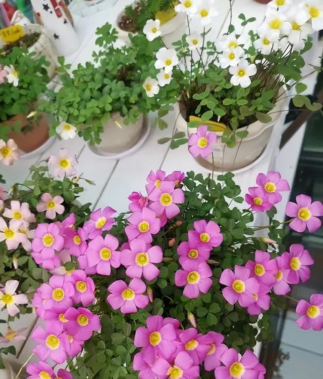 分享6种适合新手种植的漂亮花，精致好看上档次，花开一茬接一茬