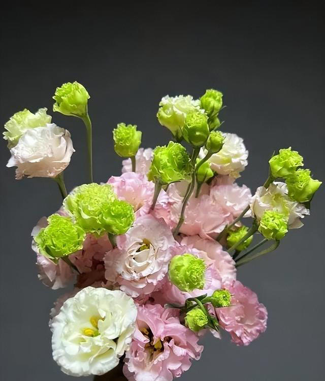 分享6种适合新手种植的漂亮花，精致好看上档次，花开一茬接一茬