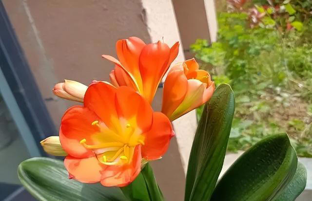 分享6种适合新手种植的漂亮花，精致好看上档次，花开一茬接一茬