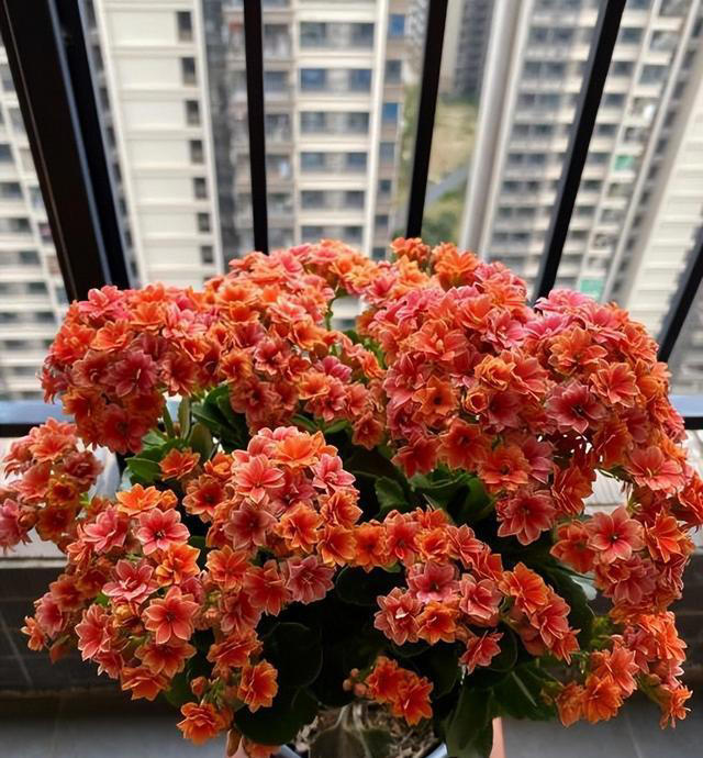 不怕冷的5种漂亮花，零下20℃照样生机勃勃，一开就是大半年