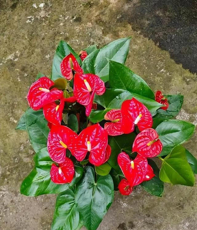 不怕冷的5种漂亮花，零下20℃照样生机勃勃，一开就是大半年