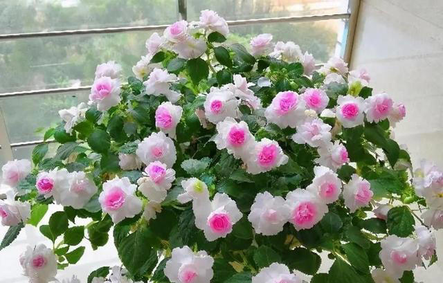 不怕冷的5种漂亮花，零下20℃照样生机勃勃，一开就是大半年