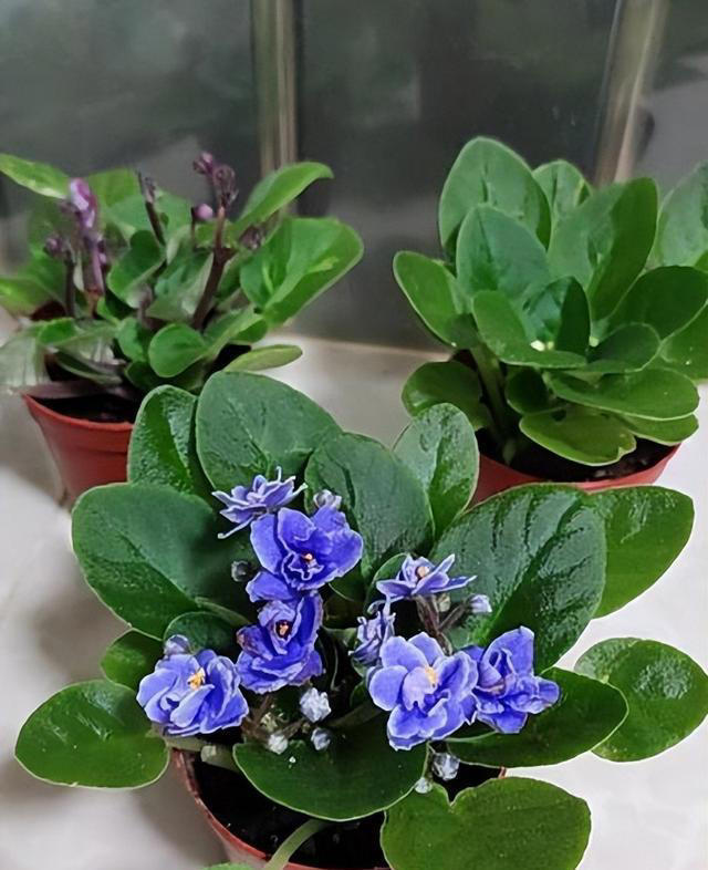 不怕冷的5种漂亮花，零下20℃照样生机勃勃，一开就是大半年